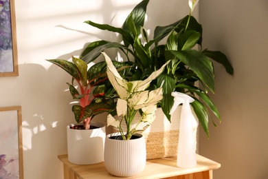 Exotic houseplants with beautiful leaves on wooden cabinet indoors