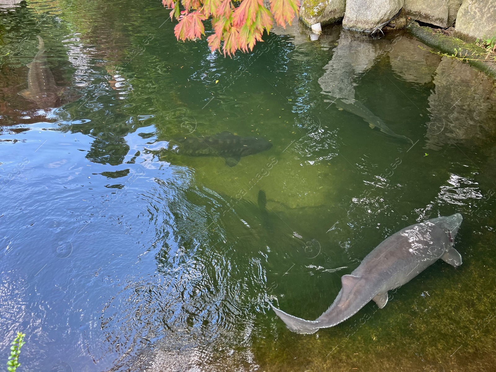 Photo of Beautiful sturgeon fishes swimming in zoological park