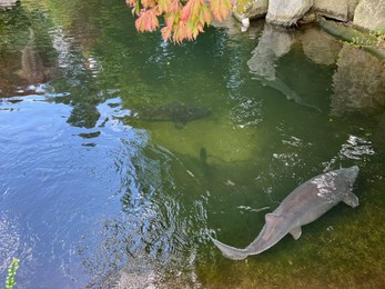 Beautiful sturgeon fishes swimming in zoological park