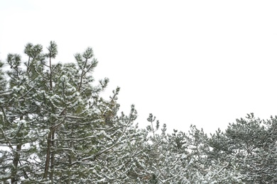 Beautiful view of pine trees on snowy winter day