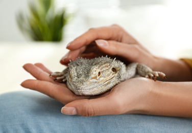 Young woman with bearded lizard at home, closeup. Exotic pet