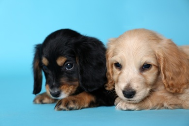 Photo of Cute English Cocker Spaniel puppies on light blue background