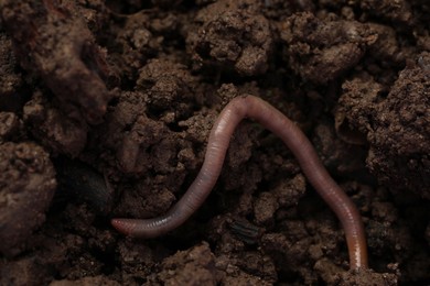 Photo of One earthworm crawling on wet soil, closeup