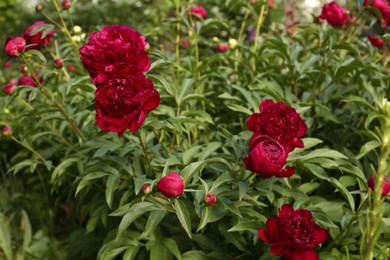 Photo of Beautiful peony plants with burgundy flowers outdoors