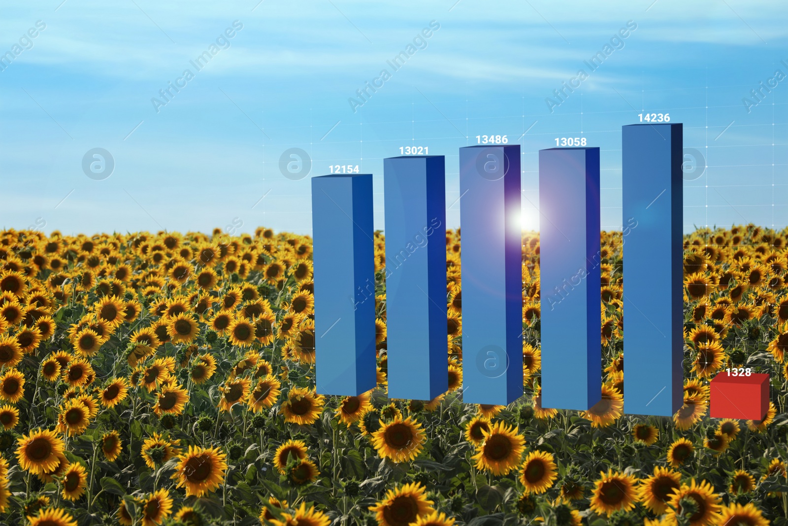 Image of Agricultural crisis. Sunflower and illustration of graph showing decrease amount of harvest