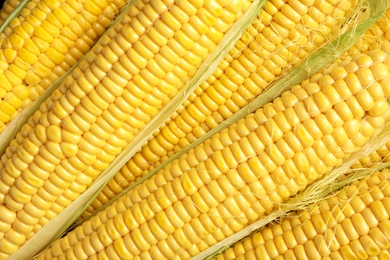 Tasty sweet corn cobs as background, top view