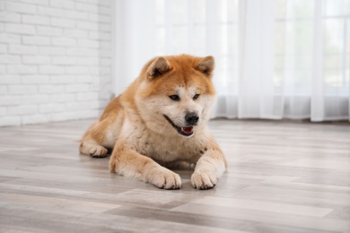 Photo of Cute Akita Inu dog on floor near window indoors