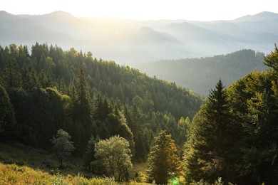 Photo of Beautiful mountain landscape with forest in morning