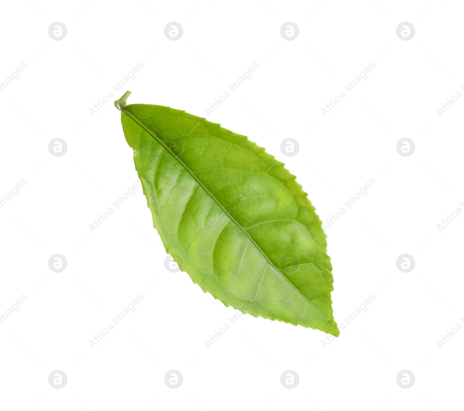 Photo of Fresh green tea leaf isolated on white