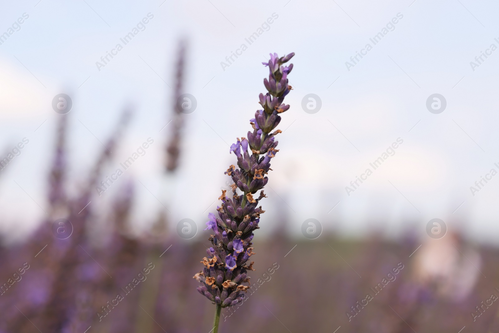 Photo of Beautiful blooming lavender growing in field, closeup