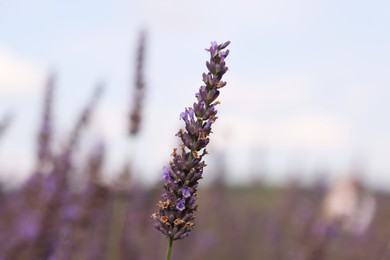 Beautiful blooming lavender growing in field, closeup