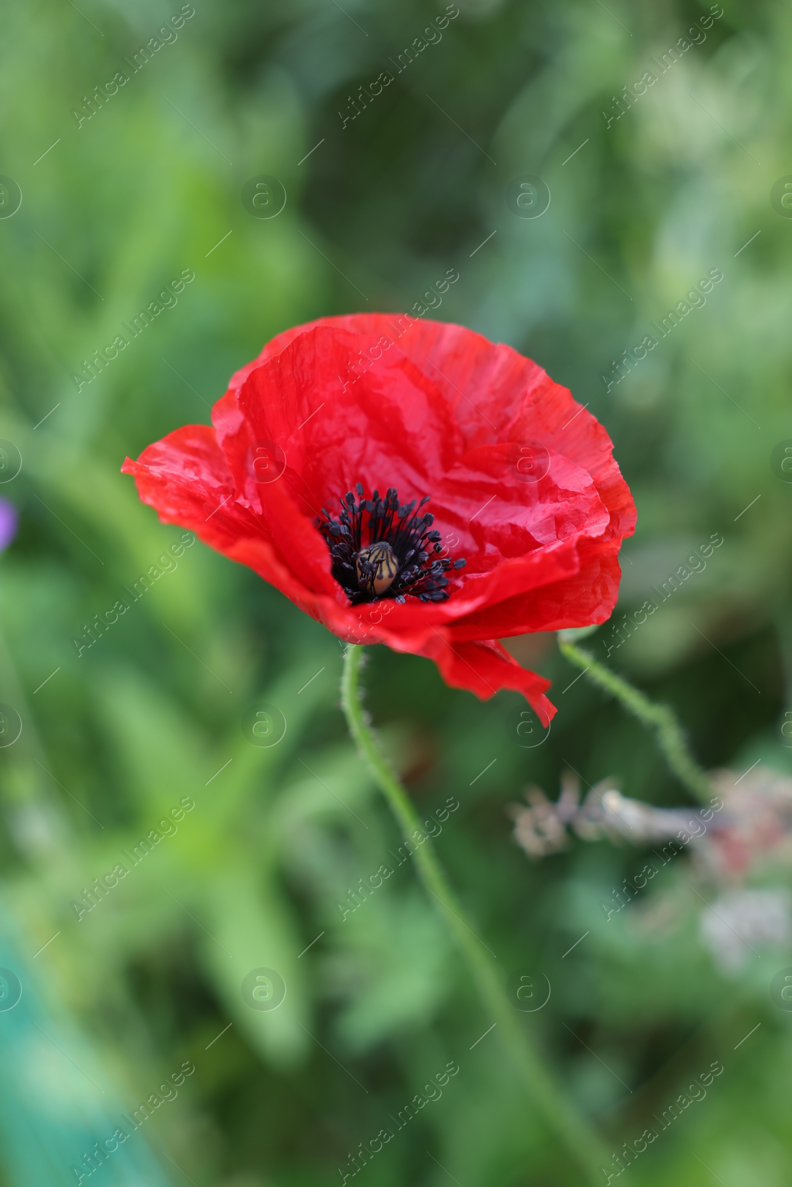 Photo of Beautiful red poppy flower growing in field, closeup