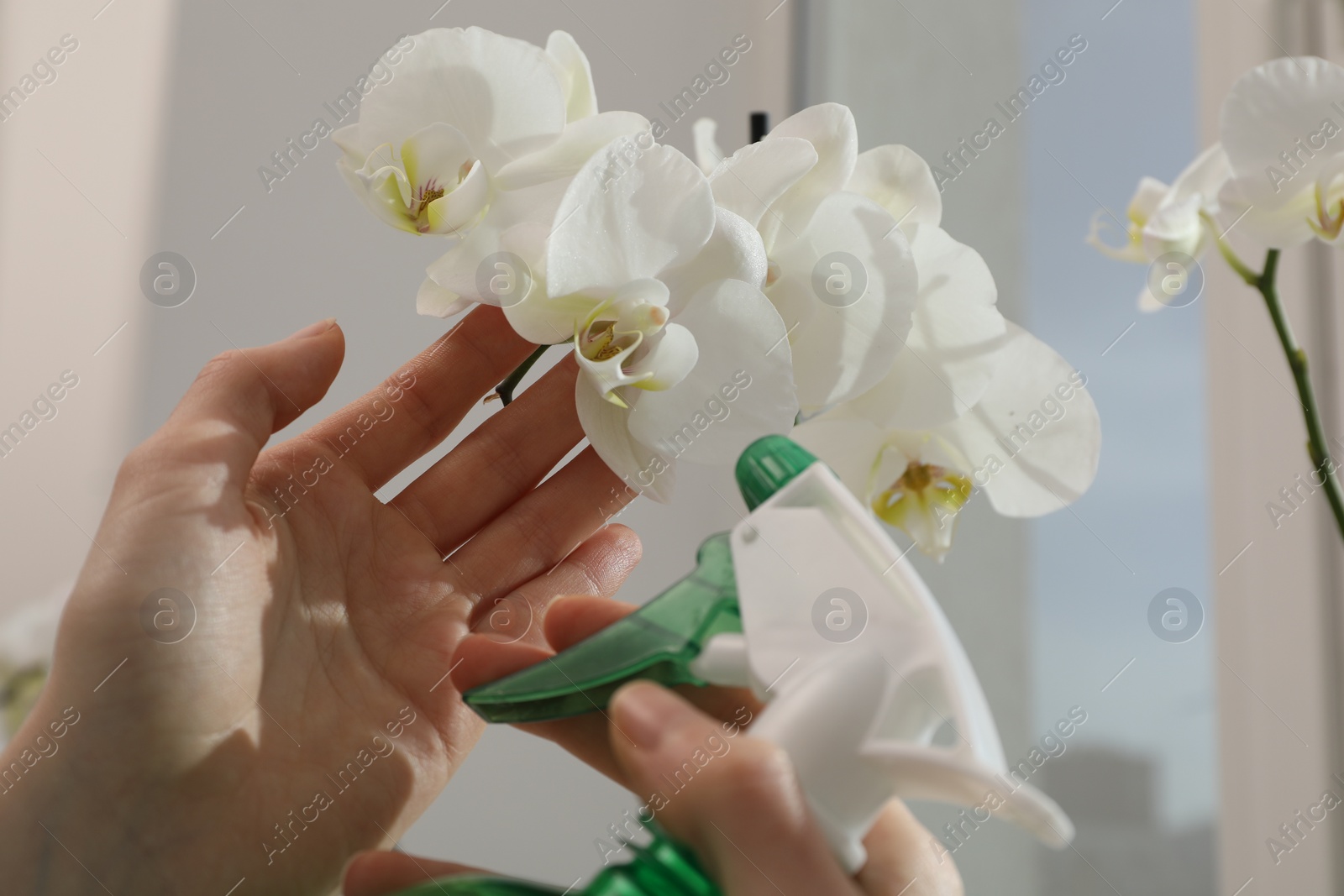 Photo of Woman spraying blooming white orchid flowers with water near window, closeup