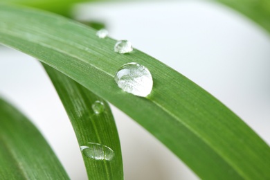 Photo of Water drops on green leaf against blurred background