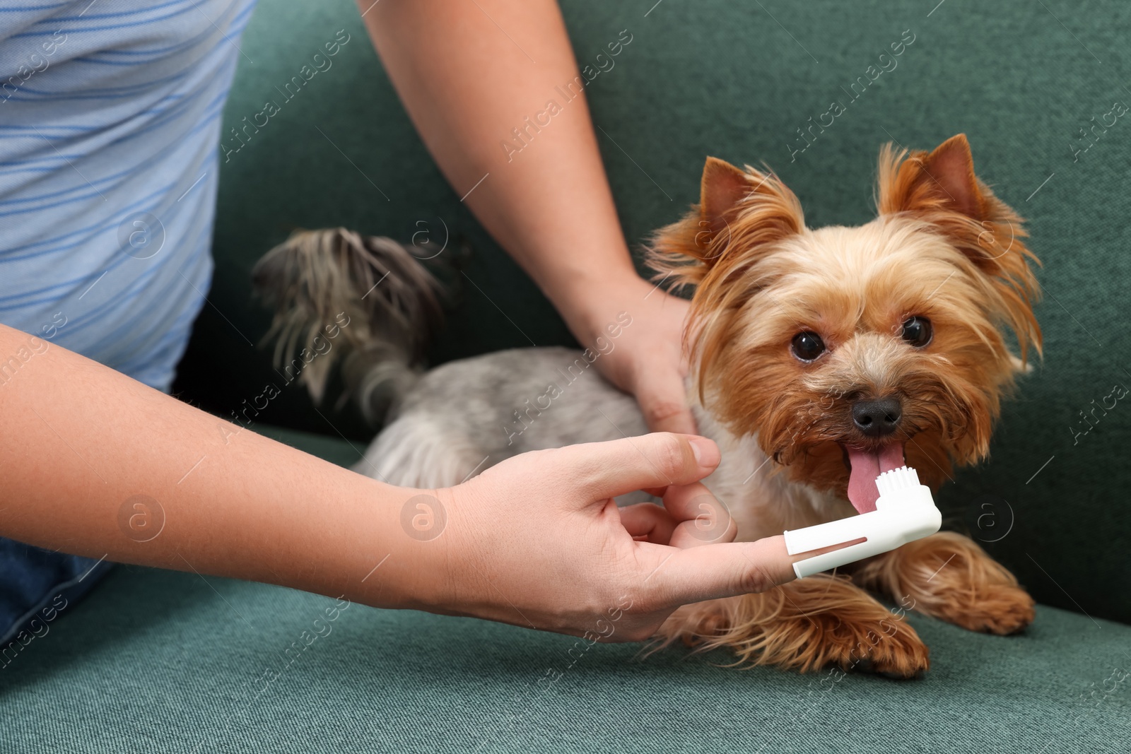 Photo of Man brushing dog's teeth on couch, closeup