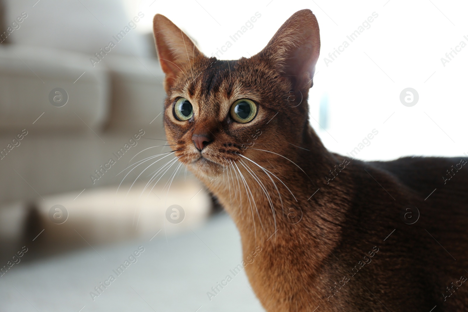 Photo of Beautiful Abyssinian cat on blurred background, closeup. Lovely pet