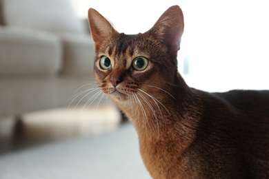 Photo of Beautiful Abyssinian cat on blurred background, closeup. Lovely pet