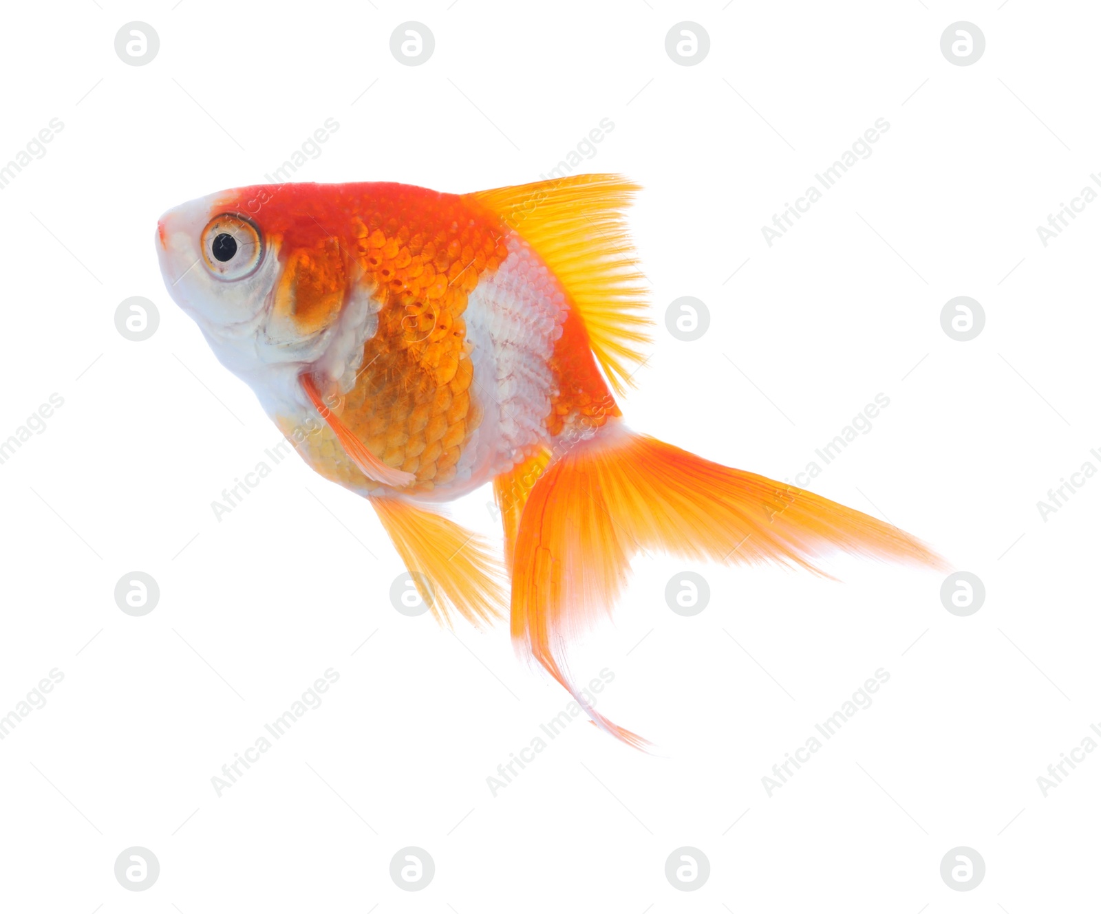 Photo of Beautiful bright small goldfish isolated on white