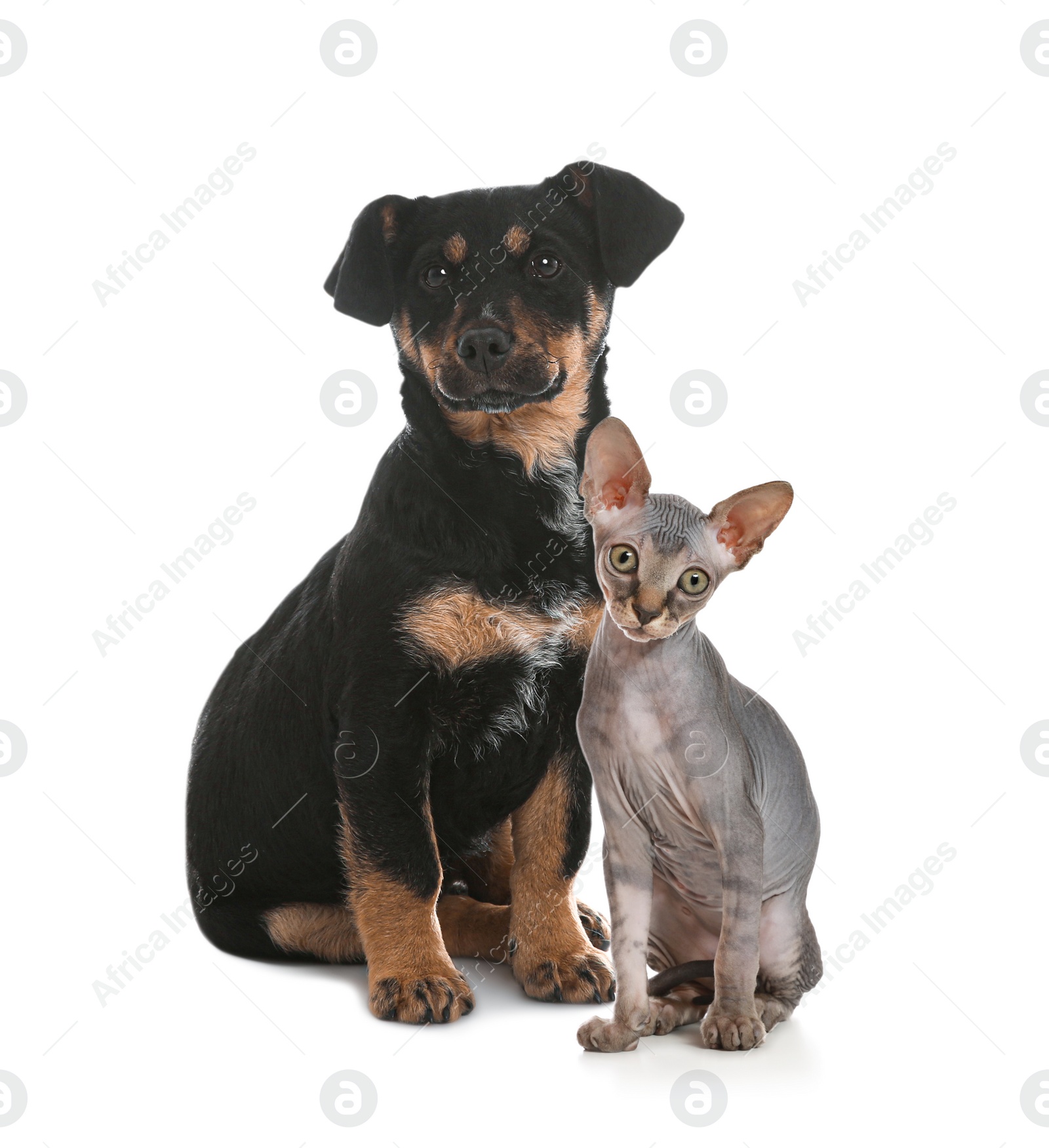 Image of Adorable little kitten and puppy on white background