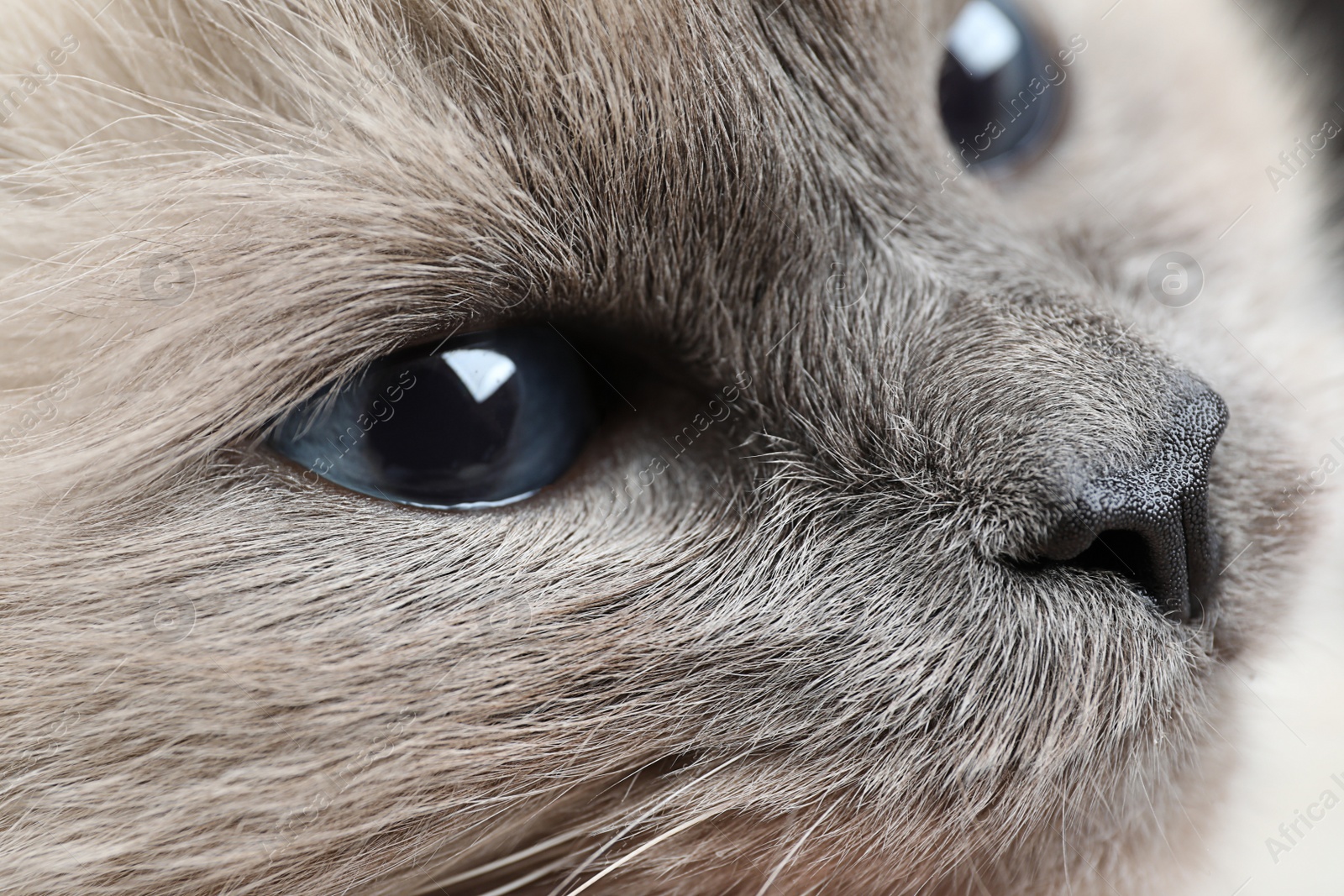 Photo of Birman cat with beautiful blue eyes, closeup