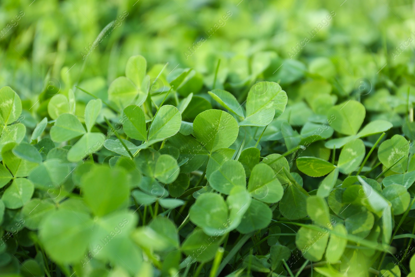 Photo of Closeup view of beautiful green clover leaves