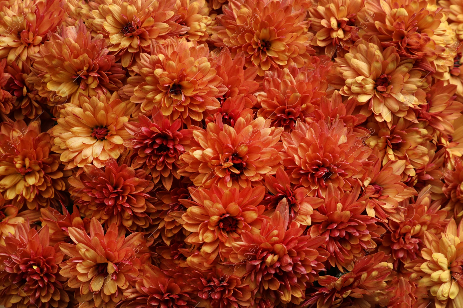 Photo of Top view of beautiful orange Chrysanthemum flowers