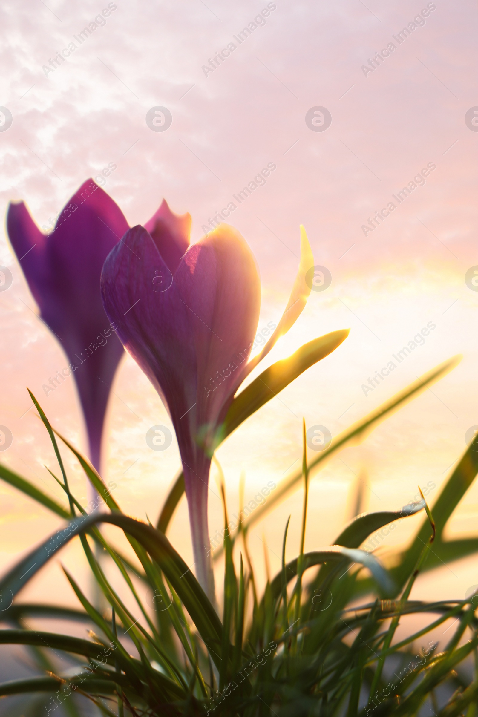 Photo of Fresh purple crocus flowers growing in spring morning