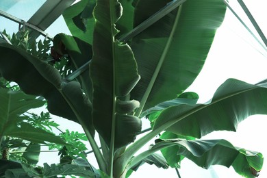 Photo of Banana tree with green leaves growing outdoors, bottom view