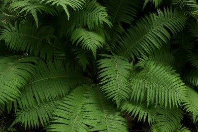 Photo of Beautiful fern with lush green leaves growing outdoors, closeup