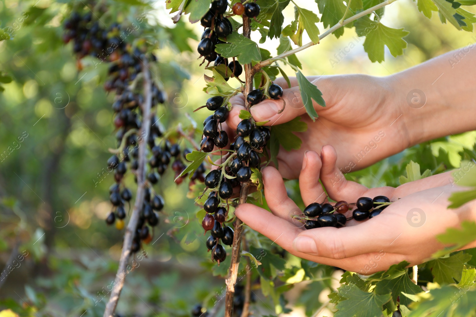 Photo of Woman picking black currant berries outdoors, closeup