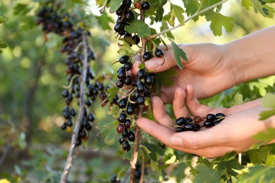 Photo of Woman picking black currant berries outdoors, closeup