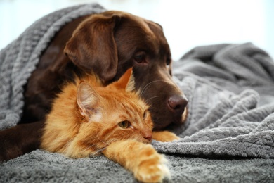 Photo of Adorable cat and dog lying under plaid on floor. Warm and cozy winter