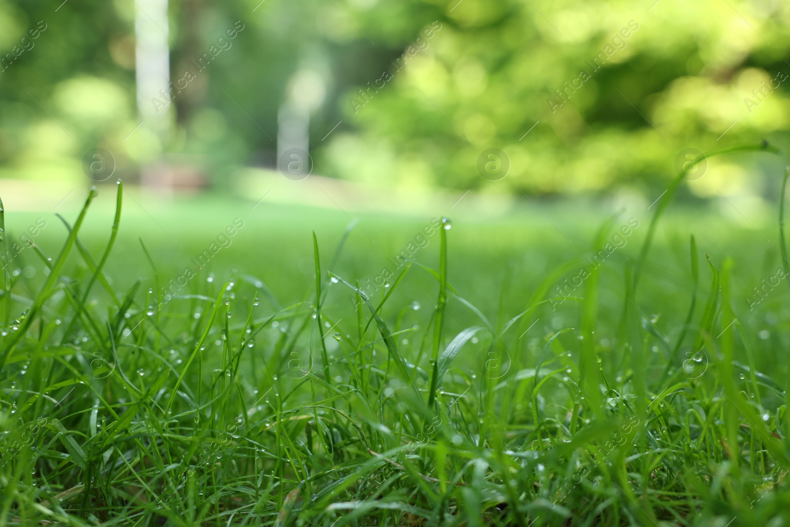 Photo of Fresh green grass with water drops growing outdoors in summer, closeup