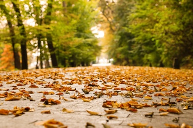 View of autumn park, focus on fallen dry leaves