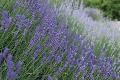 Photo of Beautiful blooming lavender plants growing in field