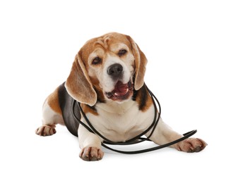 Naughty Beagle dog with damaged electrical wire on white background