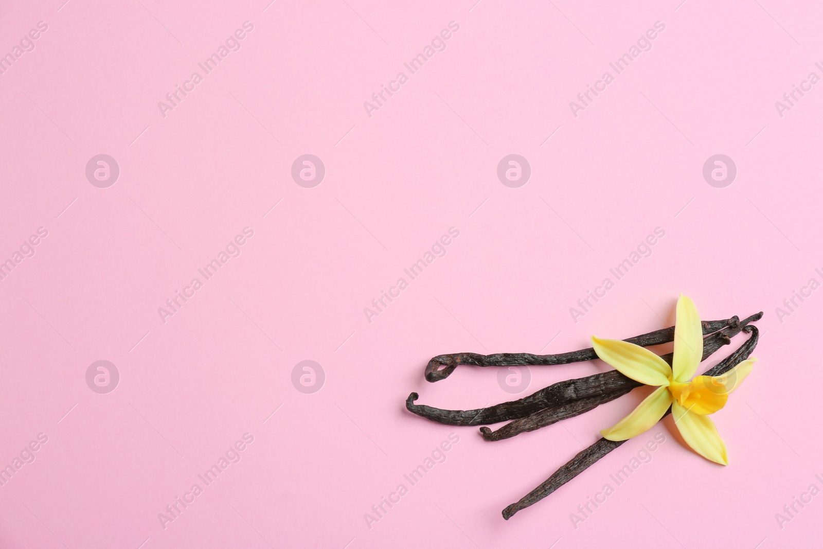 Photo of Flat lay composition with vanilla sticks and flower on pink background. Space for text