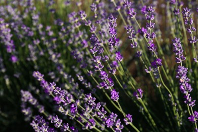 Photo of Beautiful lavender flowers growing in field, closeup