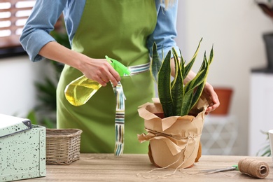 Photo of Young woman taking care of houseplant indoors, closeup. Interior element