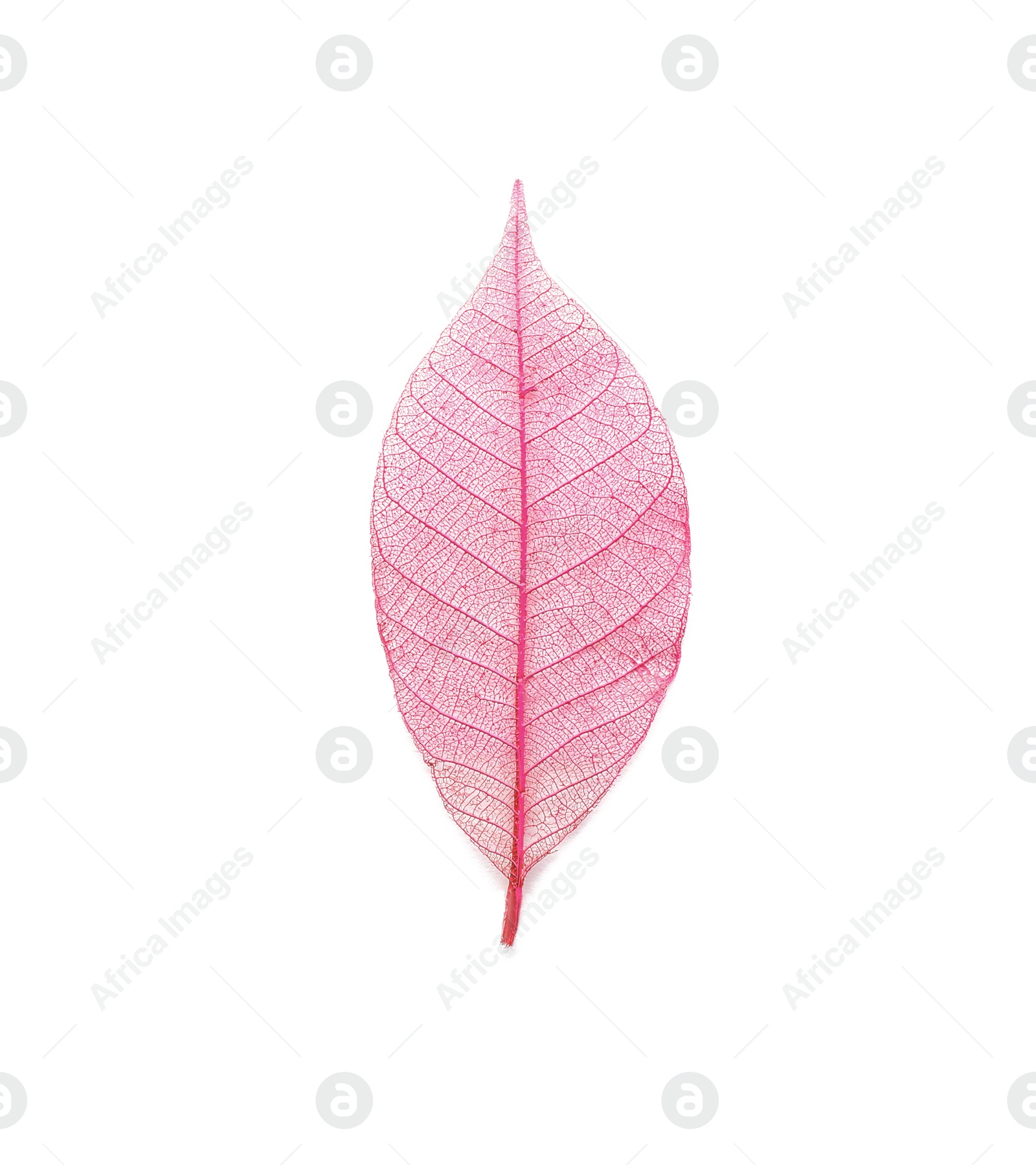 Photo of Beautiful decorative skeleton leaf on white background