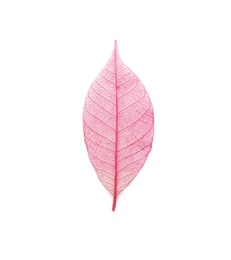 Beautiful decorative skeleton leaf on white background