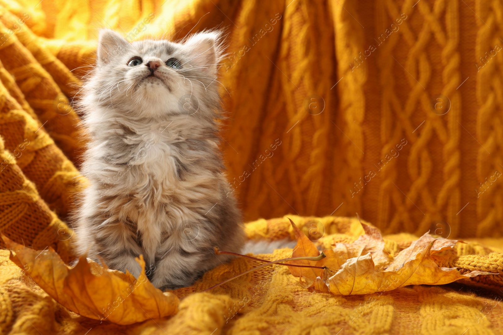 Photo of Cute kitten and autumn leaves on orange knitted blanket