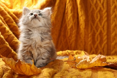 Cute kitten and autumn leaves on orange knitted blanket