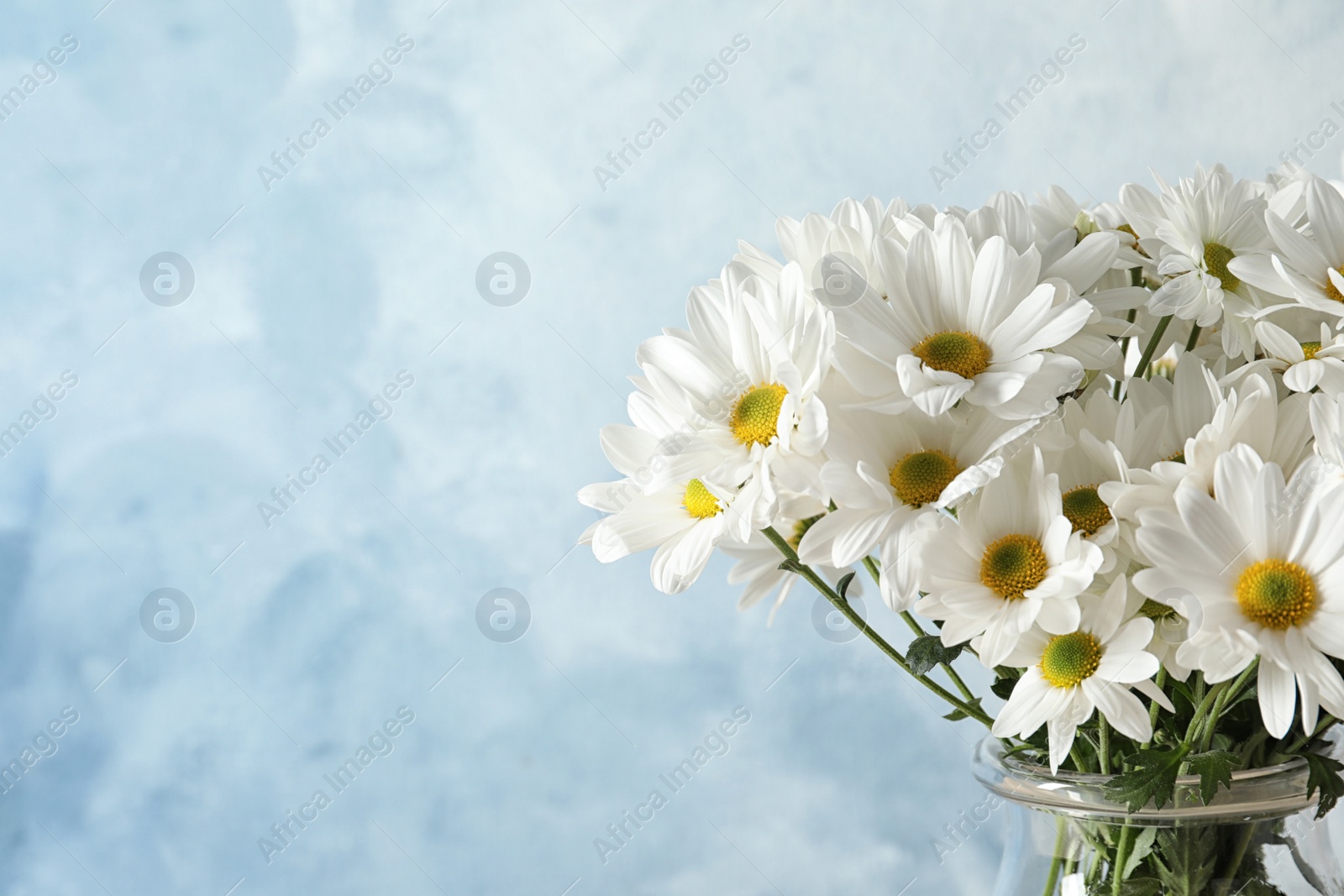 Photo of Vase with beautiful chamomile flowers on color background. Space for text