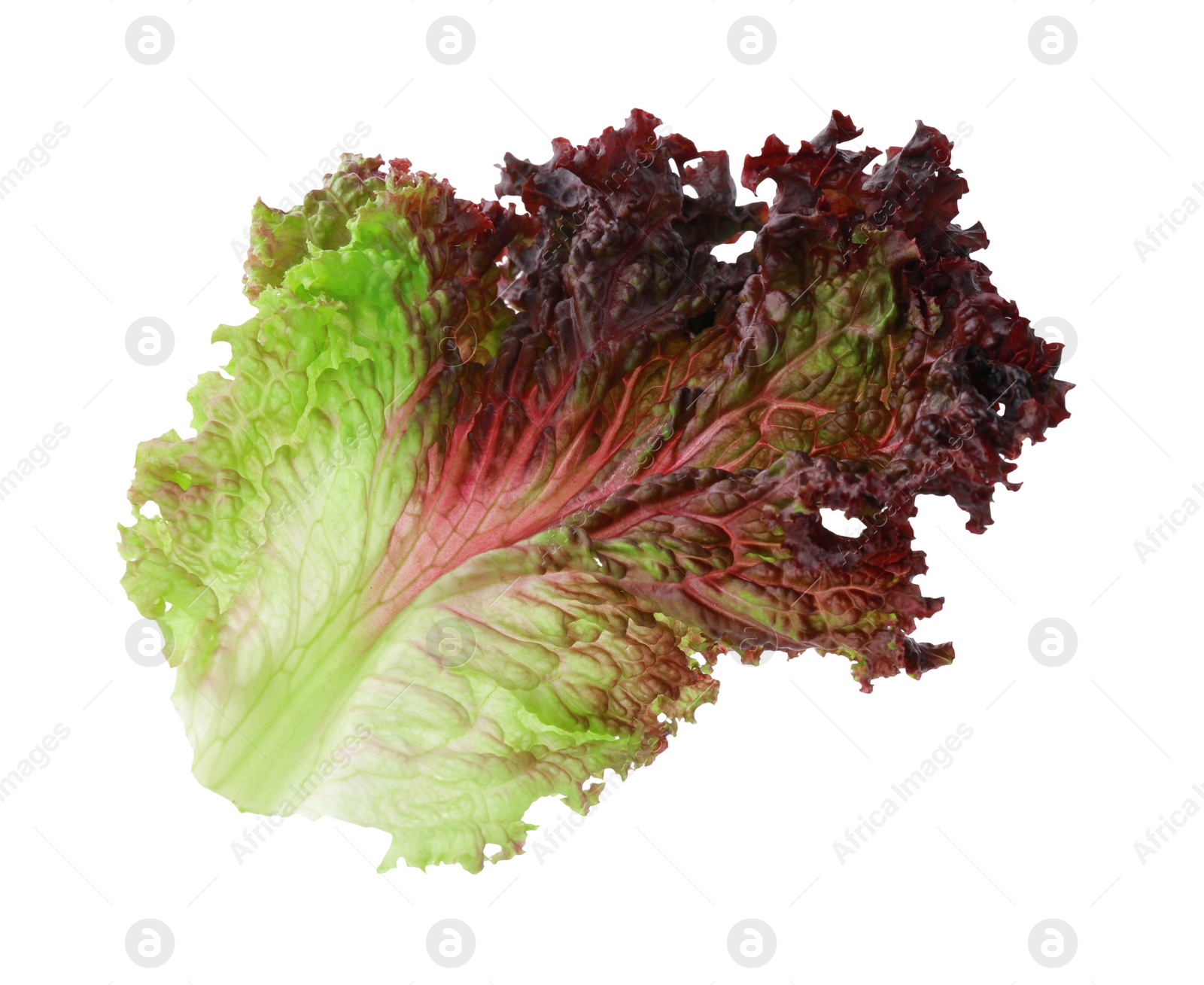 Photo of Leaf of fresh red coral lettuce isolated on white