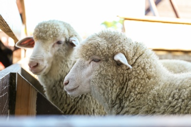 Photo of Cute funny sheep near fence on farm. Animal husbandry