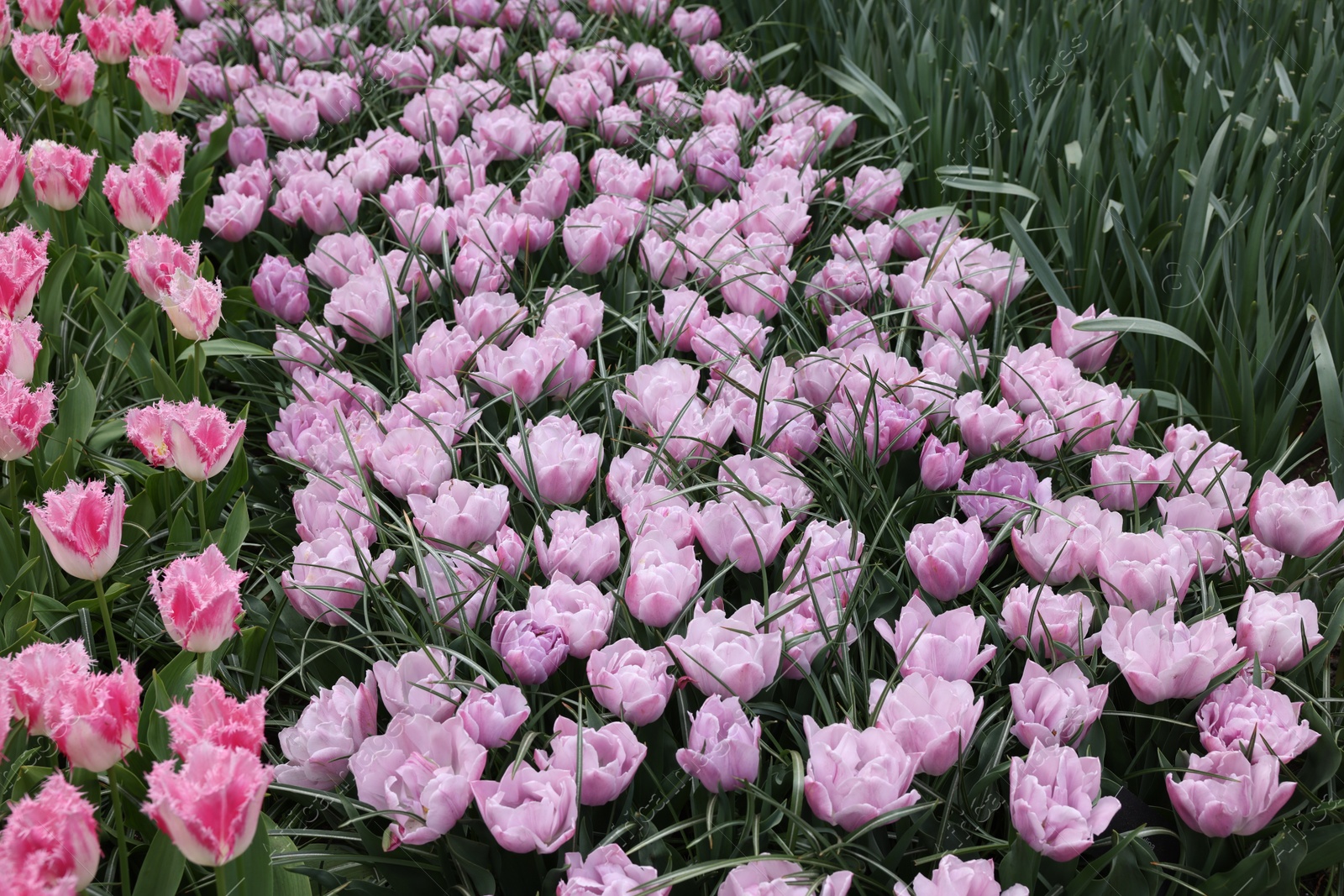 Photo of Many beautiful tulip flowers growing outdoors. Spring season