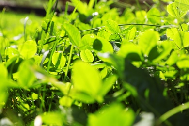 Photo of Green clover growing in wilderness on sunny day