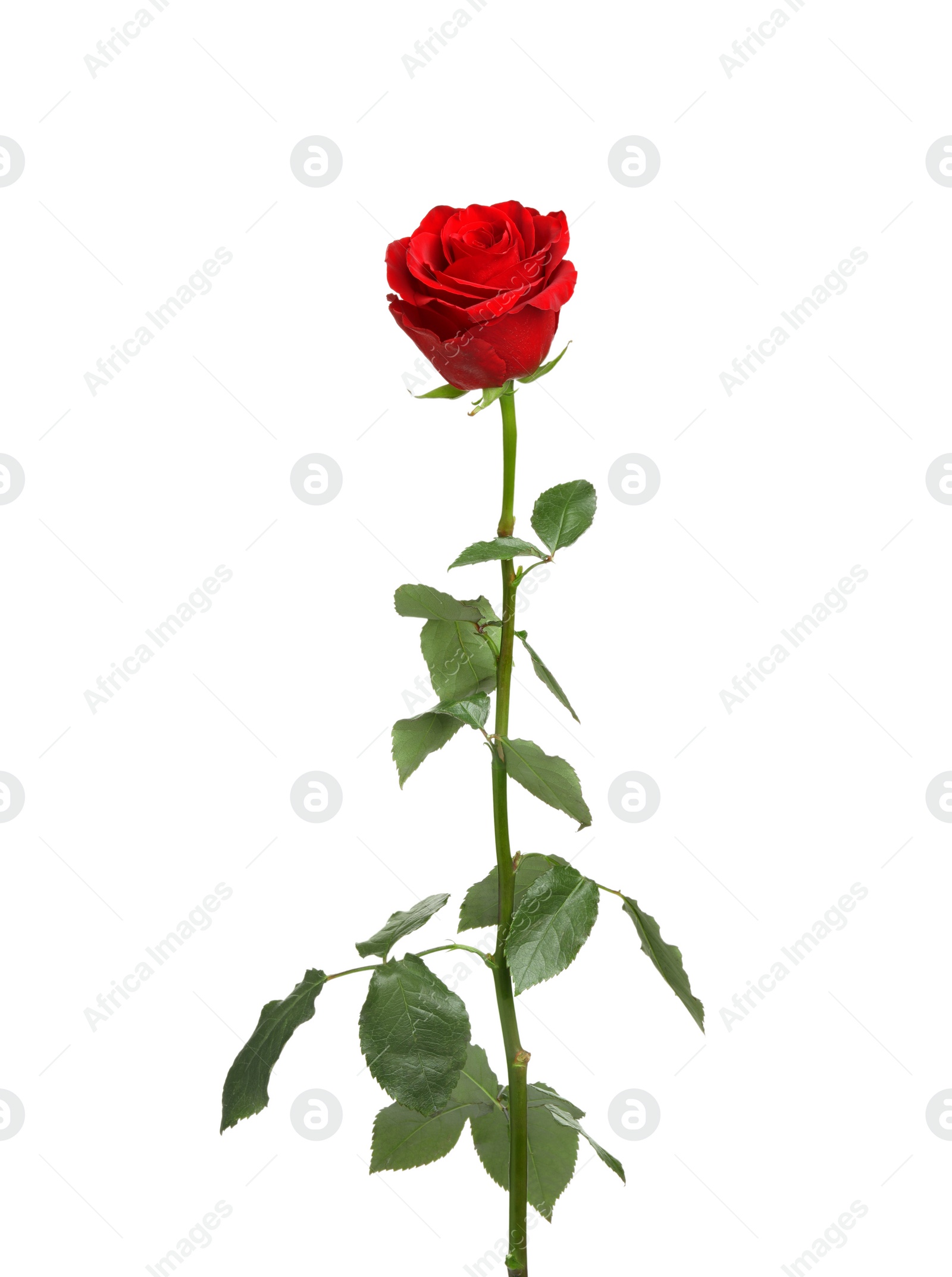 Photo of Beautiful fresh red rose isolated on white