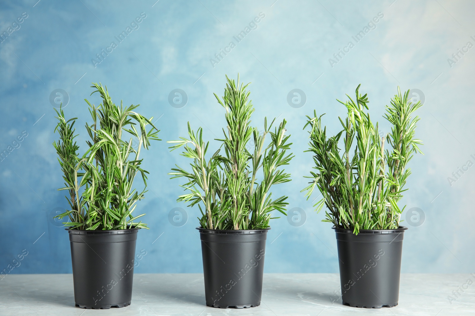 Photo of Potted rosemary on grey table against light blue background